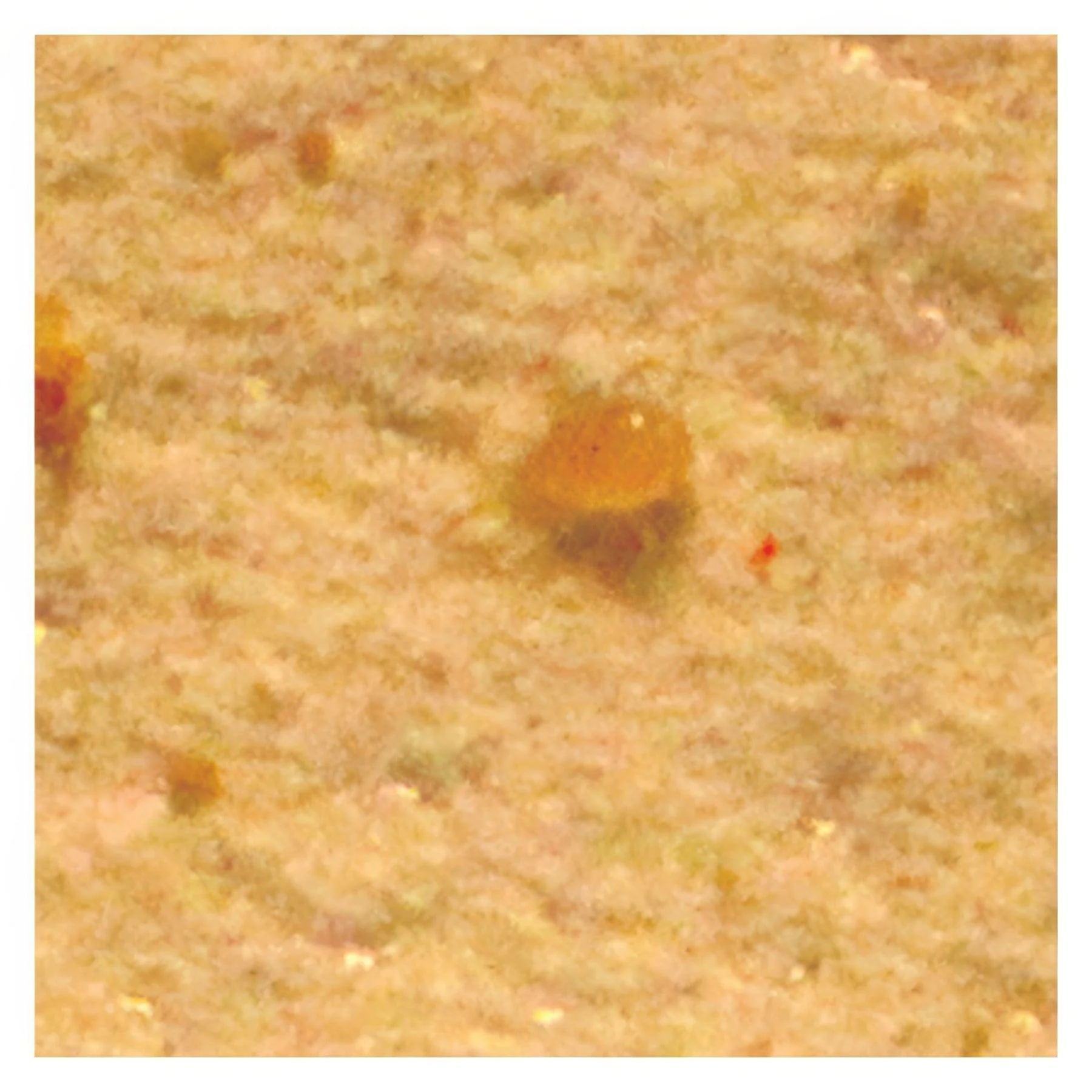 ARBICO Organics Amblyseius Andersoni Beneficial Mites, Tube of 25,000 in Bran