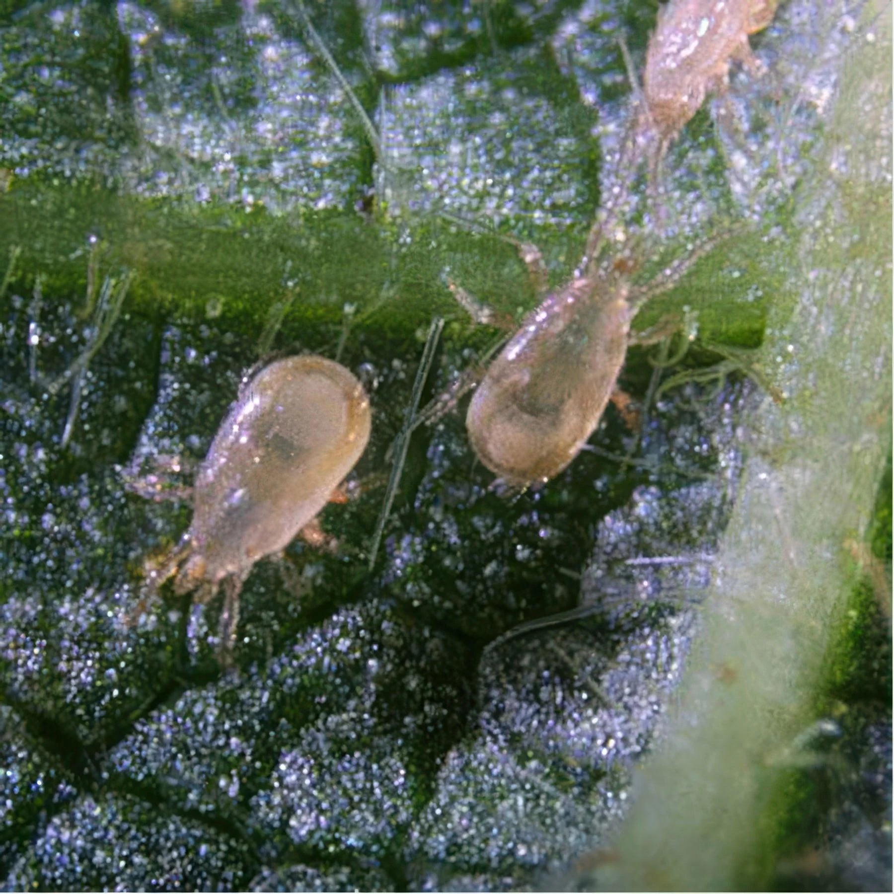 ARBICO Organics Amblyseius Cucumeris Beneficial Mites - Image 21