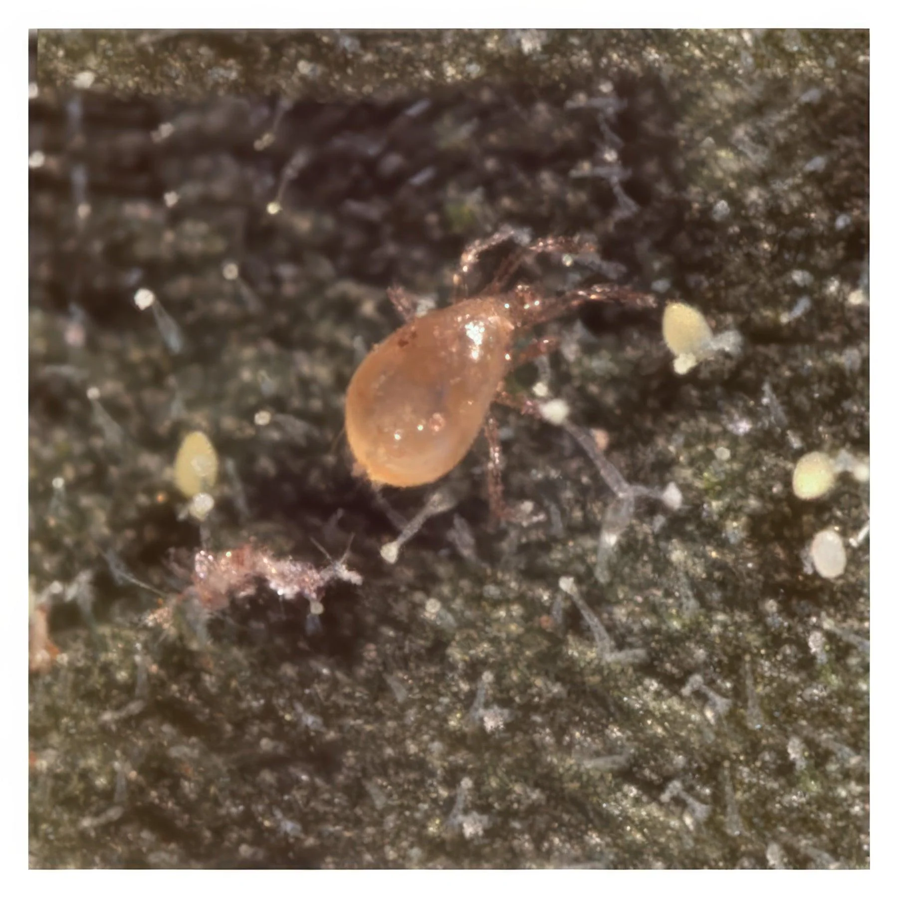 ARBICO Organics Amblyseius Swirskii Beneficial Mites - Image 3