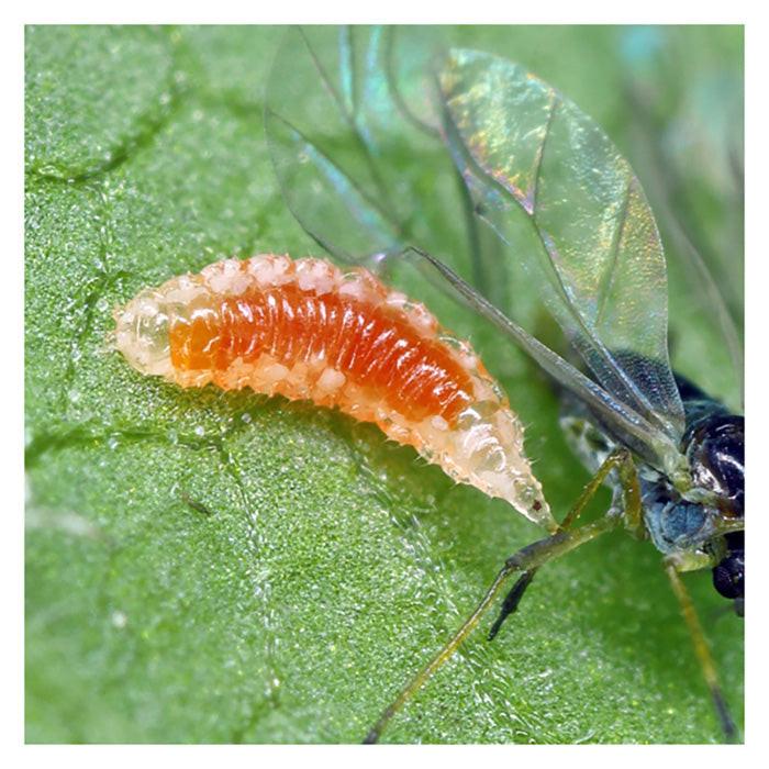 ARBICO Organics Aphidoletes Aphidimyza Beneficial Insects - Image 4