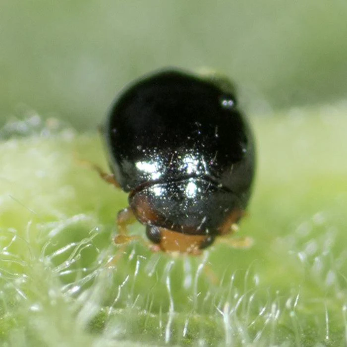 ARBICO Organics Delphastus Catalinae Sweet Potato Whitefly Predator - Image 3