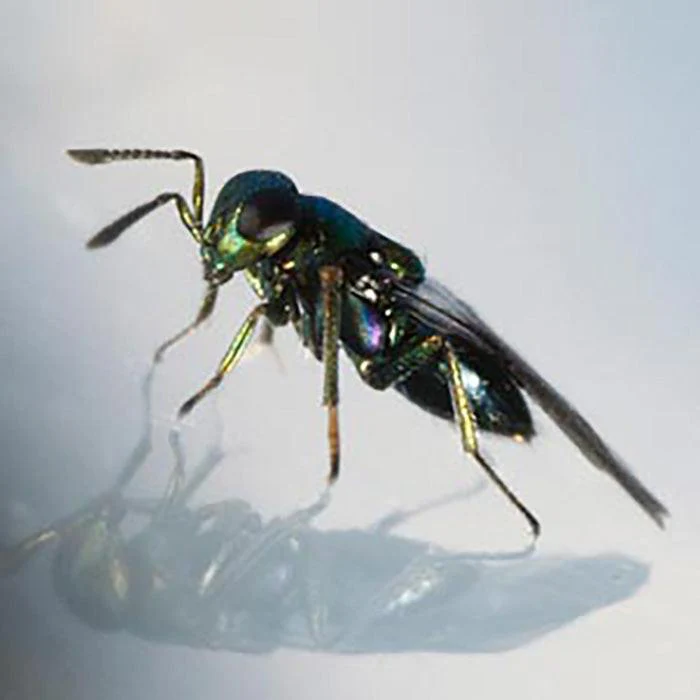 ARBICO Organics Diglyphus Isaea Leafminer Parasite Beneficial Wasps, Pack of 500 (2 x 250)