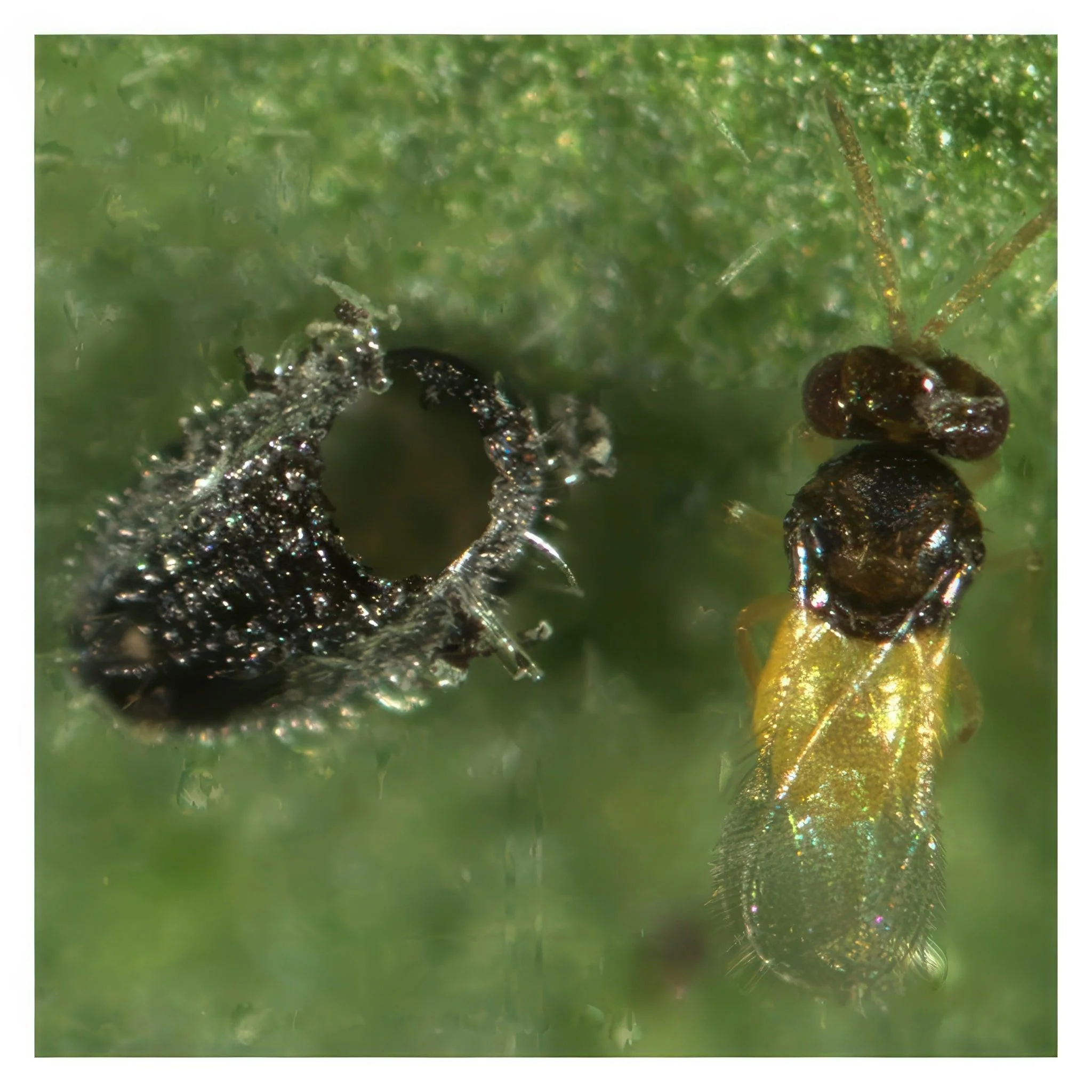 ARBICO Organics Encarsia Formosa Whitefly Parasite Beneficial Wasps, Pack of 1,000