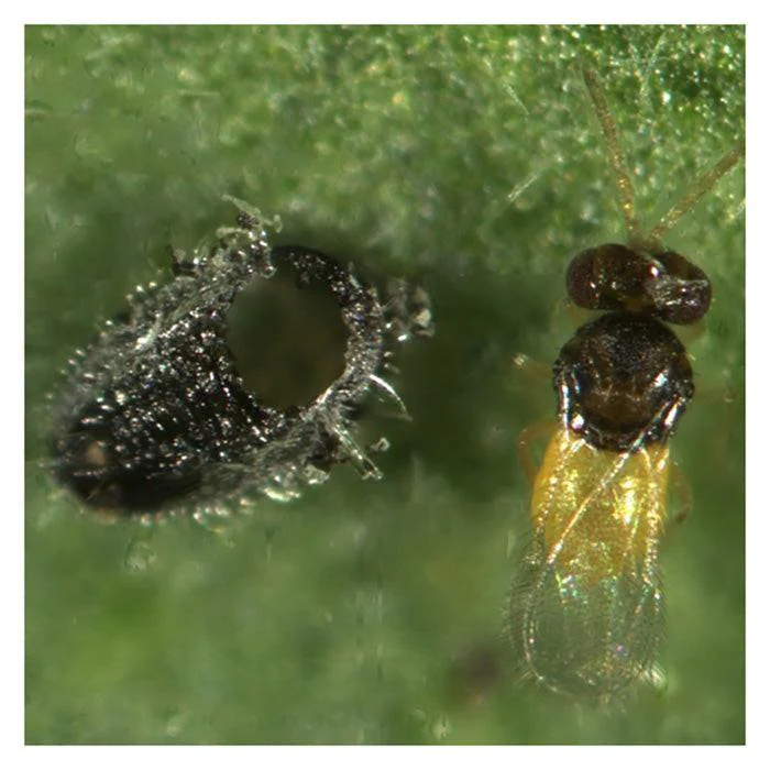 ARBICO Organics Encarsia Formosa Whitefly Parasite Beneficial Wasps, Pack of 5,000