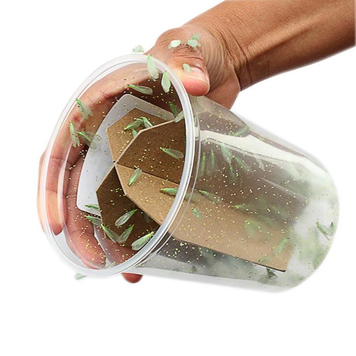 ARBICO Organics Green Lacewing Pre-Fed Adults - Image 4
