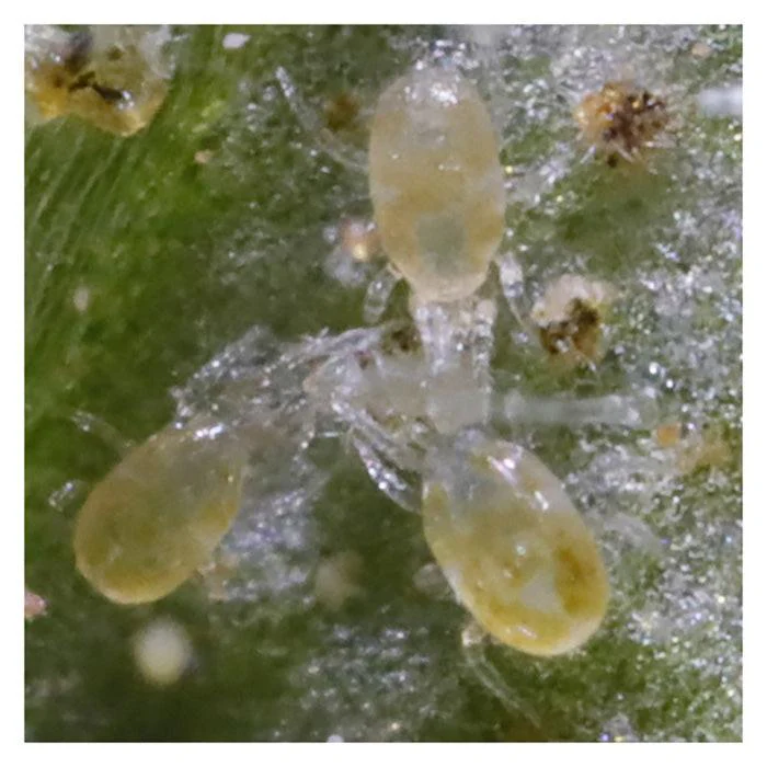ARBICO Organics Neoseiulus Californicus Beneficial Mites, Pack of 10,000 (2 x 5,000)