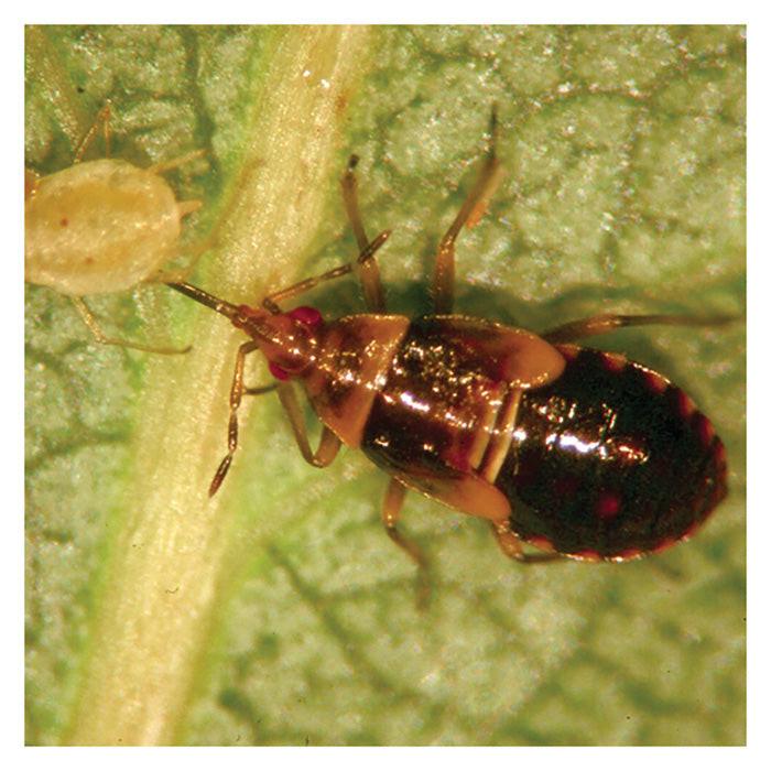 ARBICO Organics Orius Insidiosus Minute Pirate Bug Beneficial Insects - Image 2