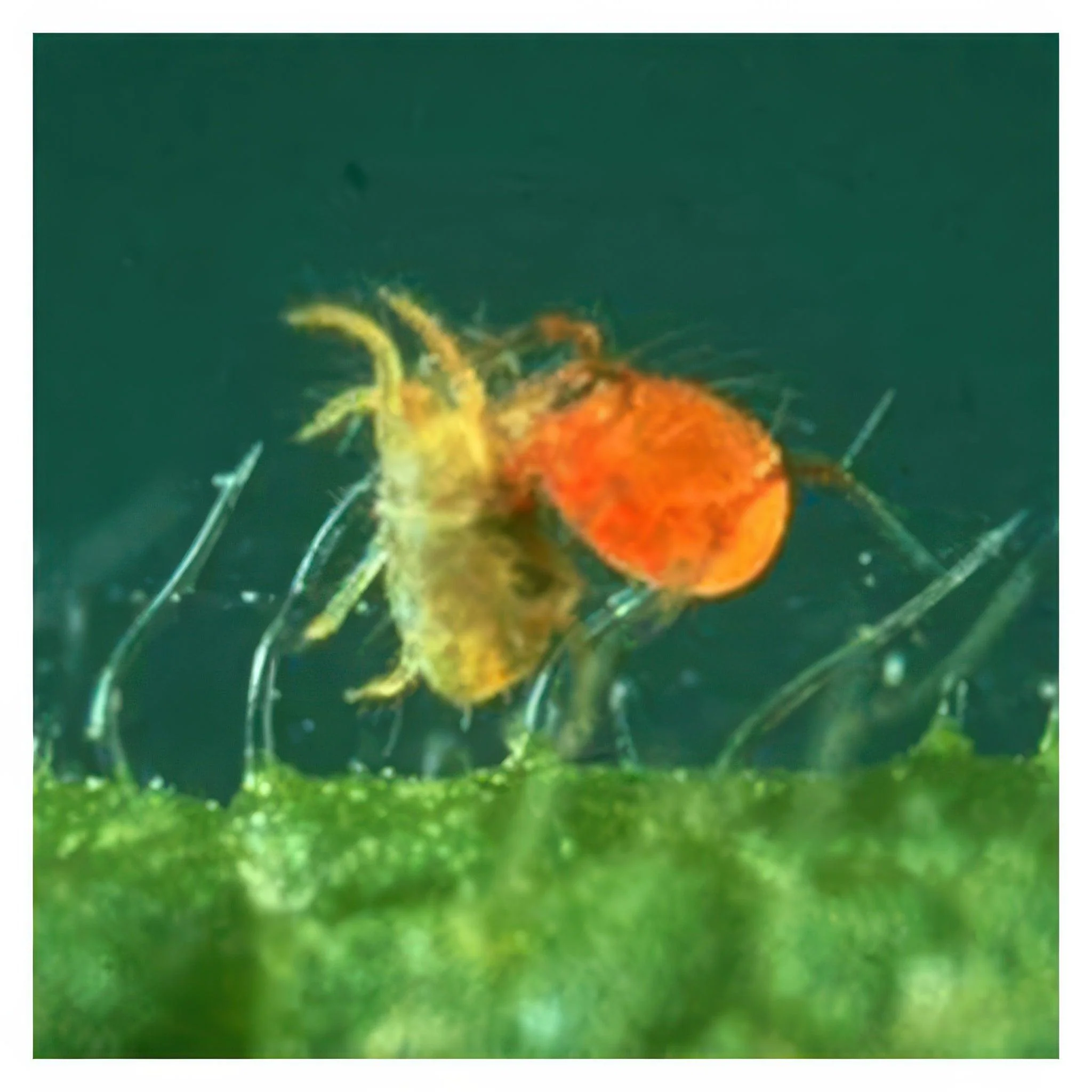 ARBICO Organics Phytoseiulus Persimilis Beneficial Mites, Pack of 4,000