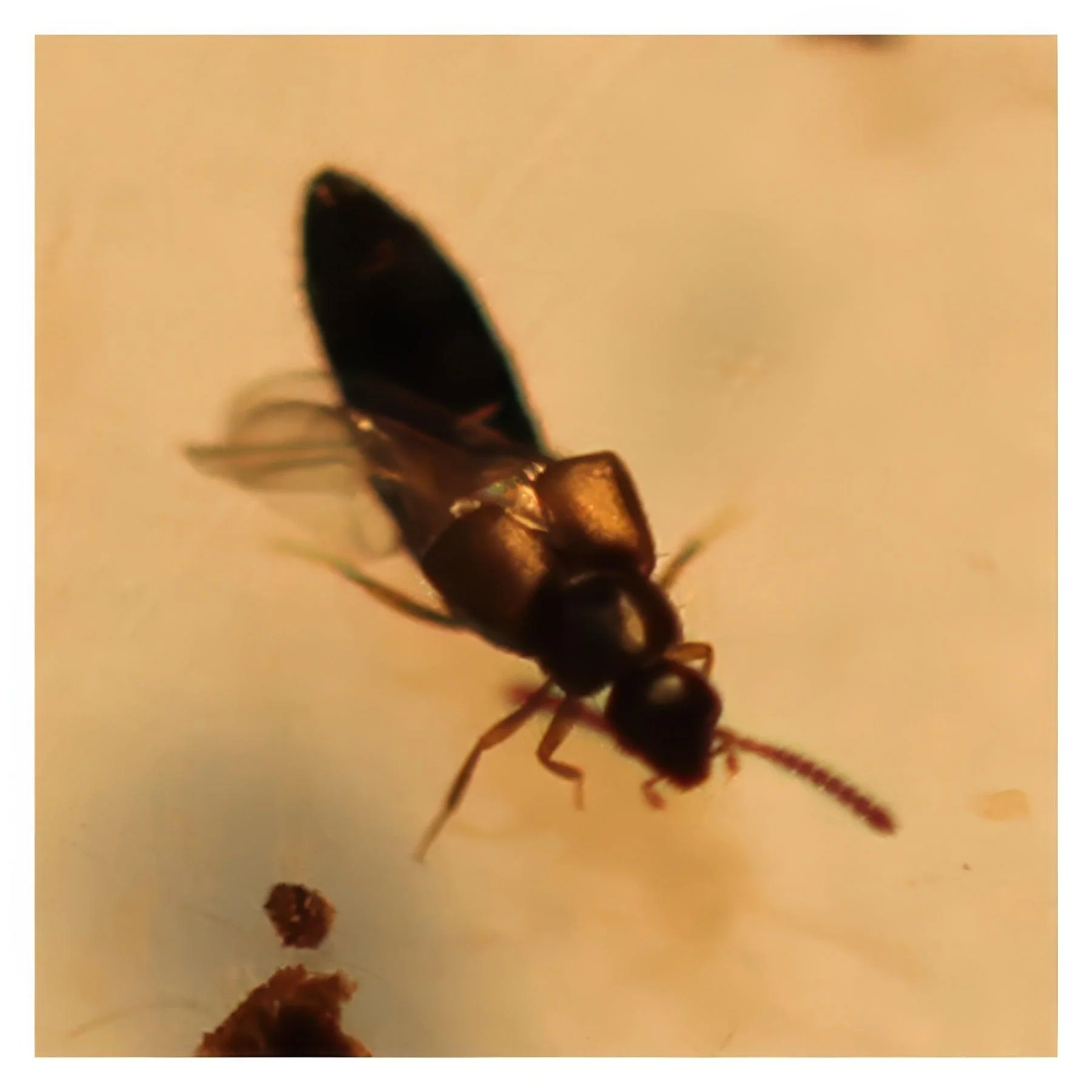ARBICO Organics Rove Beetle - Dalotia (Atheta) Coriaria Beneficial Insects - Image 3