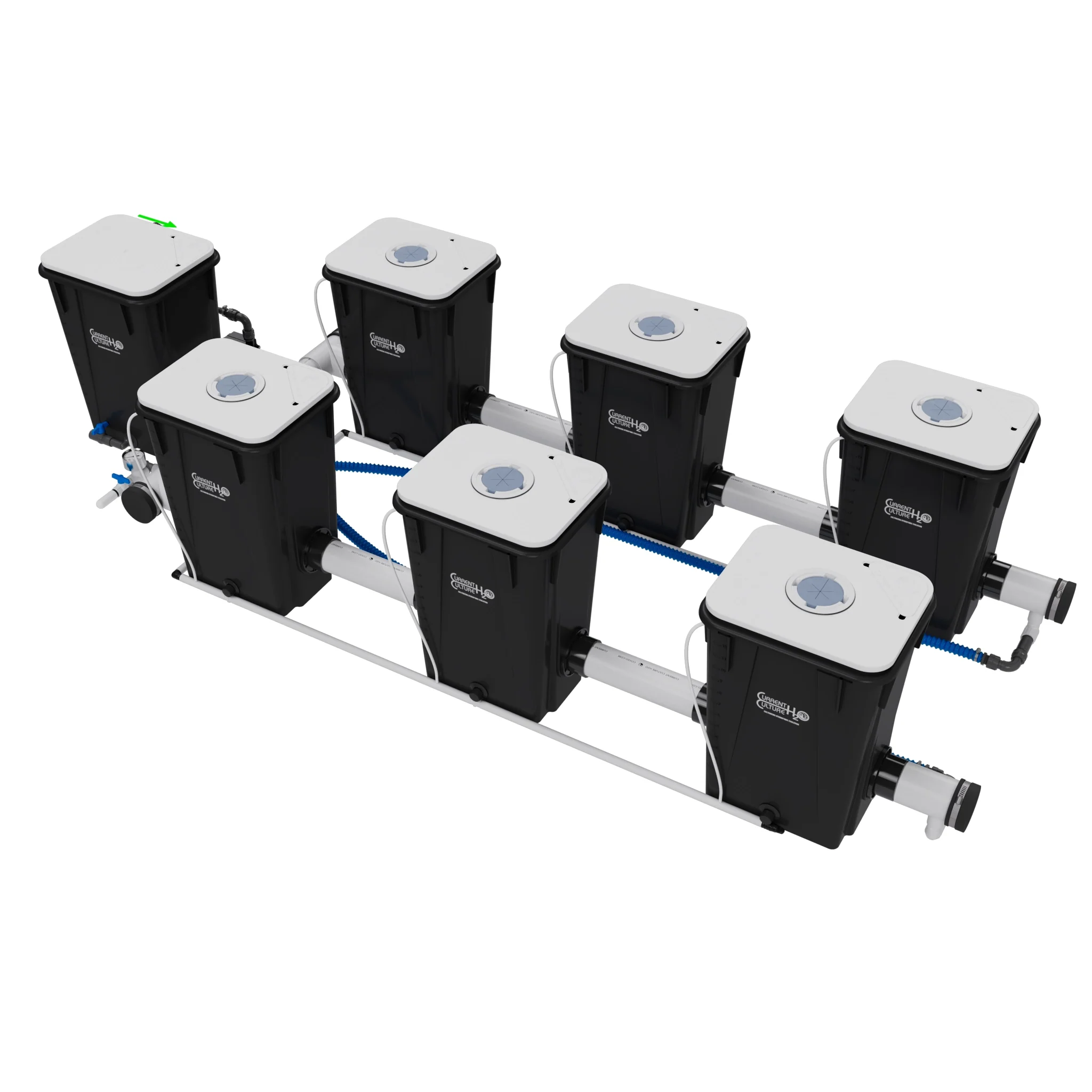 Current Culture Under Current UCXL13 RDWC System - Image 2