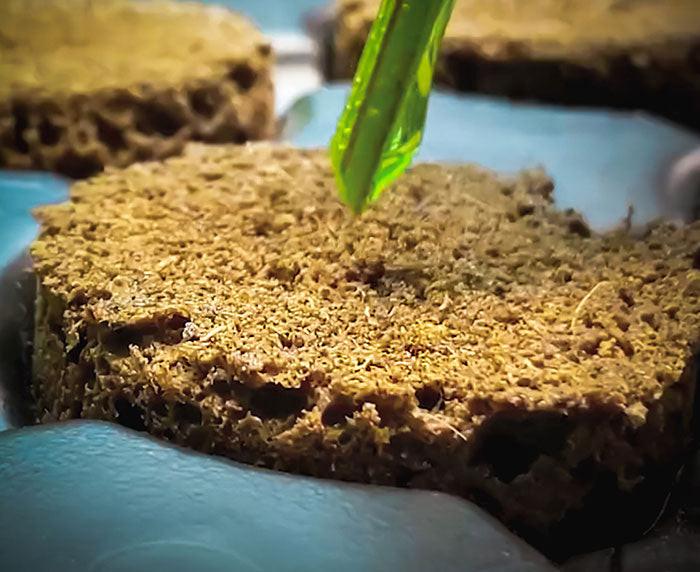 EZ-Clone Propagator Pro Cloning Collar - Image 5