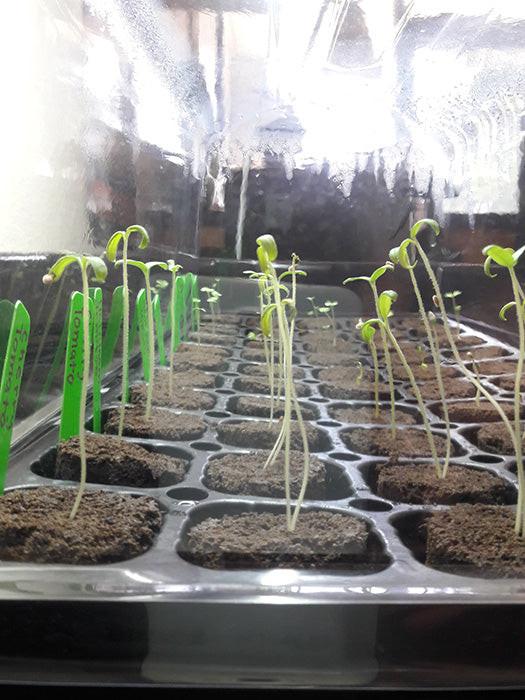 HBX 50 Site Seedling Starter Kit with Root Plugs - Image 10