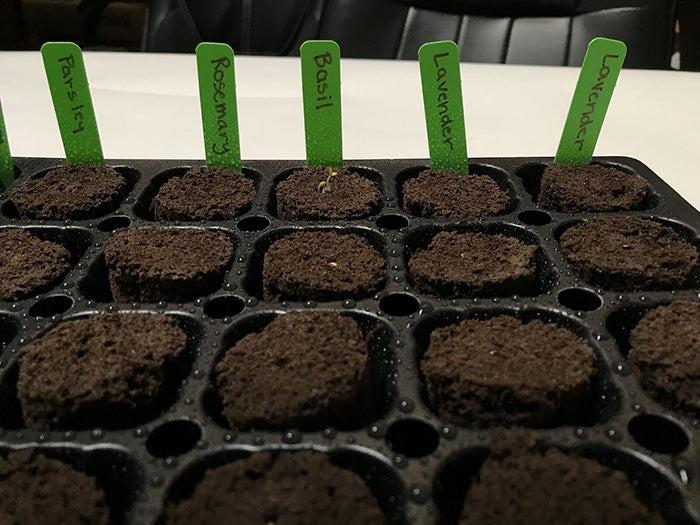 HBX 50 Site Seedling Starter Kit with Root Plugs - Image 9