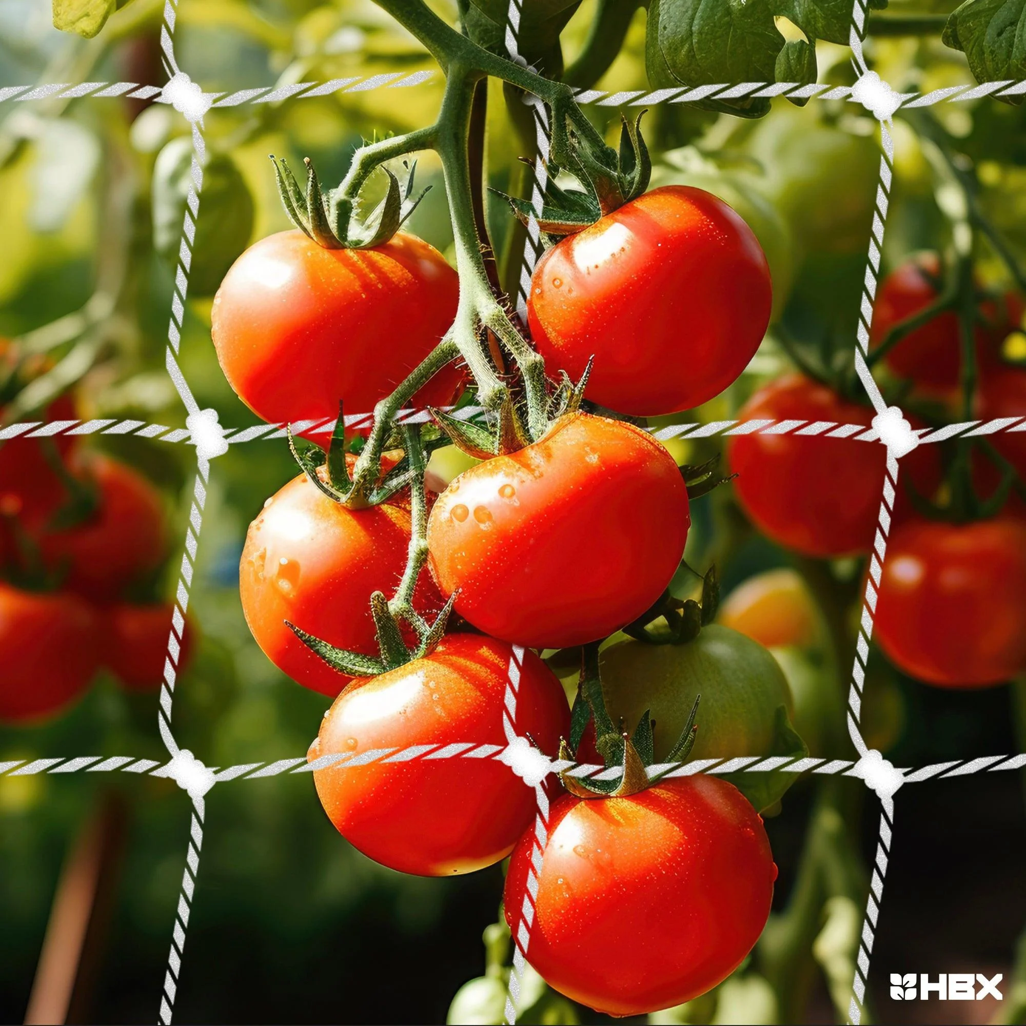 HBX Heavy-Duty Mesh Garden Trellis Netting, 6 Inch Square, 5 Foot x 350 Foot - Image 5
