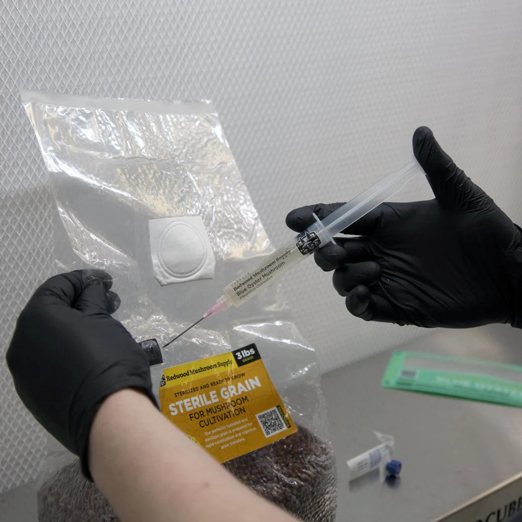 Redwood Mushroom Supply Sterilized Sorghum Grain Bag - Image 4