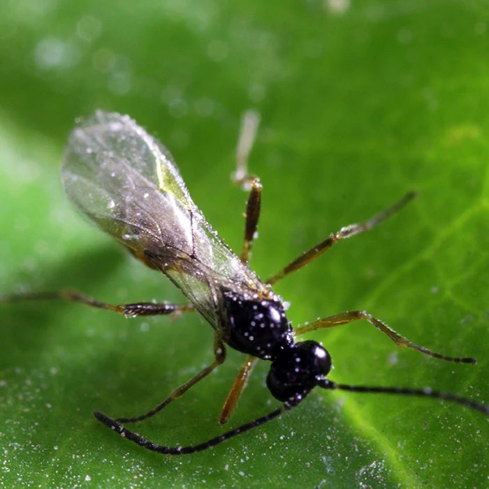 Tip Top Bio-Control Aphidius Ervi Beneficial Parasitic Wasps - Image 4