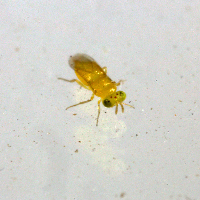 Tip Top Bio-Control Aphytis Melinus Beneficial Parasitic Wasps - Image 3