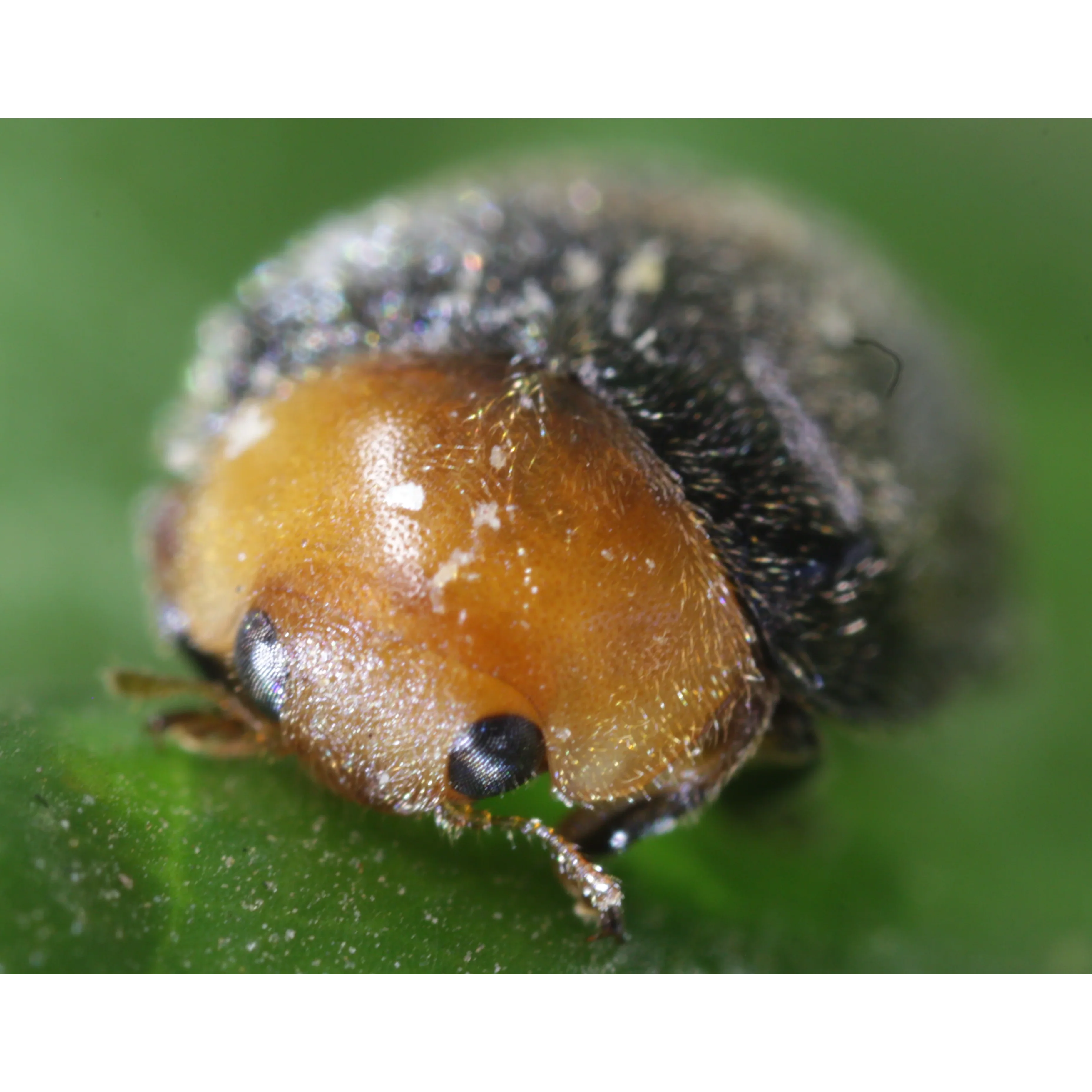 Tip Top Bio-Control Cryptolaemus Montrouzieri Beneficial Insects - Image 4