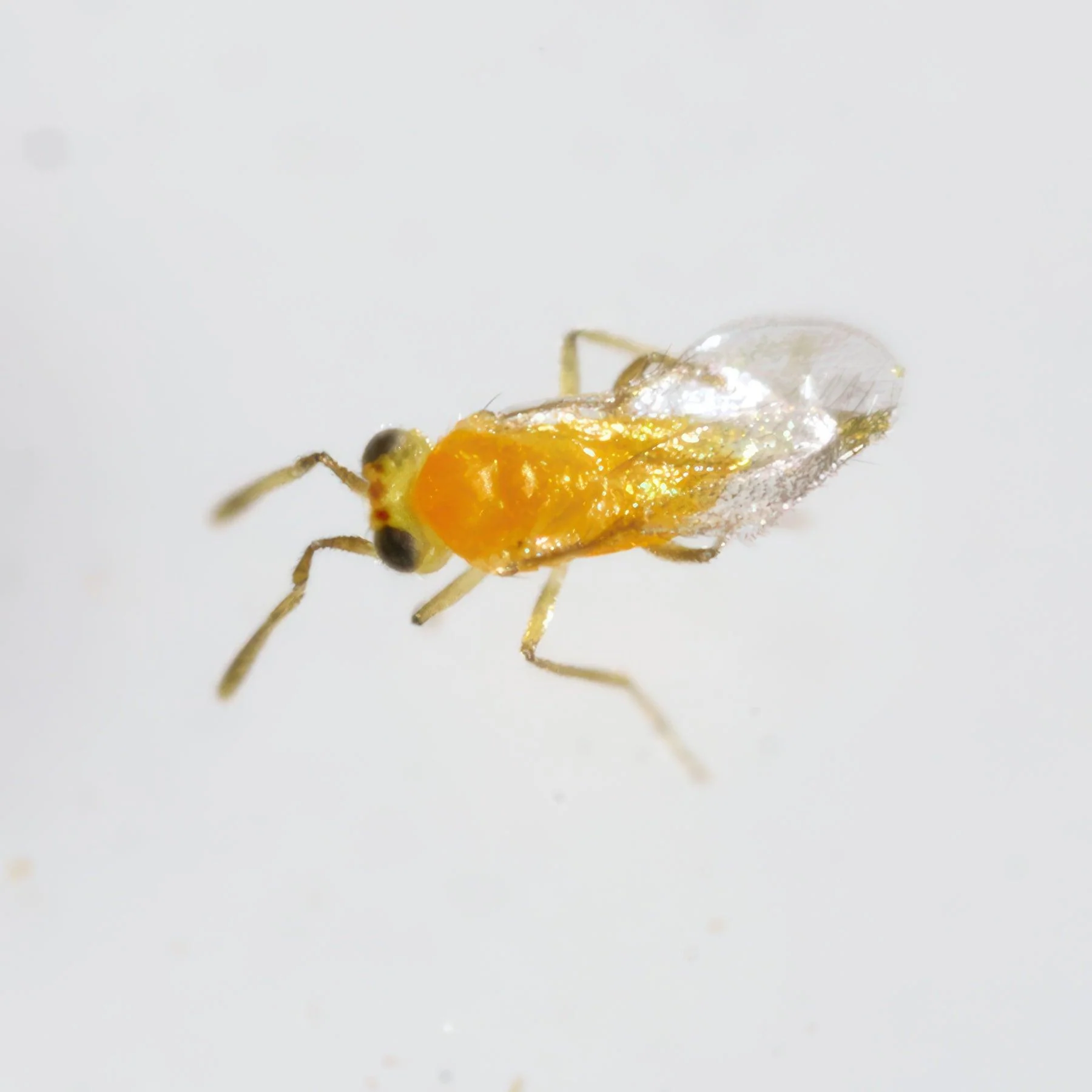 Tip Top Bio-Control Eretmocerus Eremicus Beneficial Parasitic Wasps, Hanging Card of 5,000