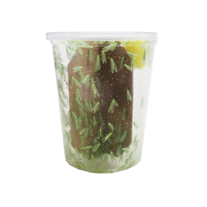 Tip Top Bio-Control Green Lacewing Adults, Bottle of 100