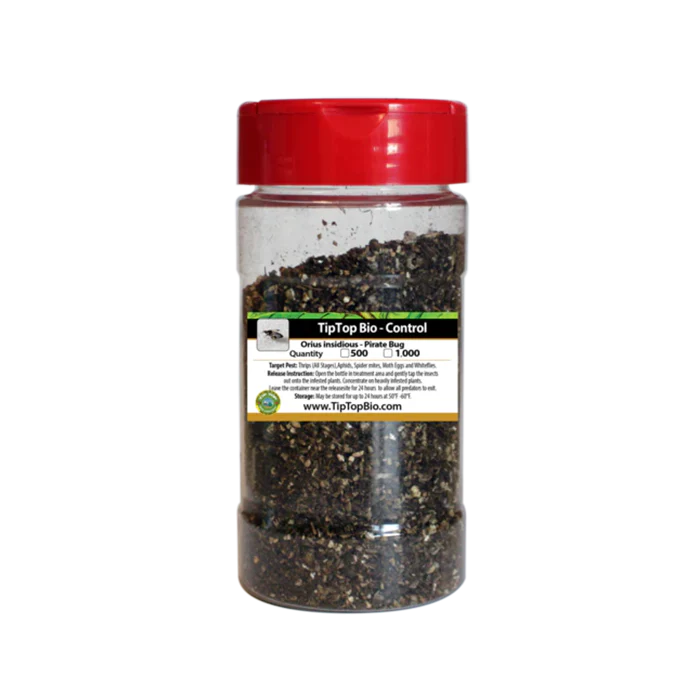 Tip Top Bio-Control Orius Insidiosis - Pirate Bug Beneficial Insects, Bottle of 1,000