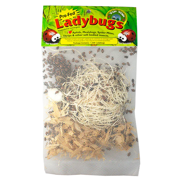 Tip Top Bio-Control Pre-Fed Ladybugs, Pack of 36,000
